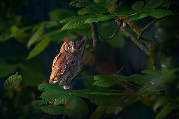 Scops Owl, Otus scops, little owl in the nature habitat, sitting on the green tree branch, forest in the background, Bulgaria. Wildlife scene from nature, sunset.