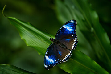 Hypolimnas bolina, blue moon butterfly, insect on flower bloom in the nature habitat. Butterfly in Singapore. Wildlife nature. Tropic butterfly in the jungle fores. Blue black Close-up detail.