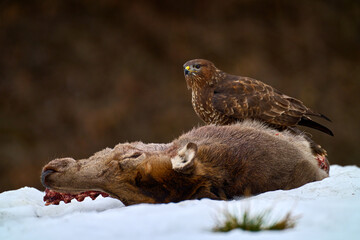 Buzzard with deer carcass in snow, Poland. . Buteo buteo with dead Common Pheasant. Feeding behaviour scene from nature. Black bird from Europe. Buzzard , bird widlife in nature.