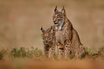 Iberian lynx, Lynx pardinus, wild cat endemic to Iberian Peninsula in southwestern Spain in Europe. Rare cat walk in the nature habitat. Canine feline with spot fur coat, sunset light. Spain wildlife.