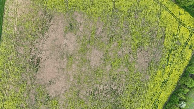 Vole common field Microtus arvalis rodent oilseed disaster extremely attacked rape Brassica napus drone aerial plant infested short-tailed pest agrestis grey-brown overpopulation yield damage Europe