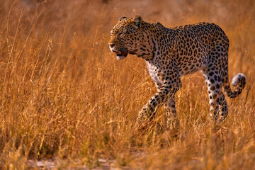 Fototapeta na wymiar Leopard golden grass sunset, Savuti, Chobe NP, in Botswana, Africa. Big spotted cat in the wild nature. Wildlife Botswana.