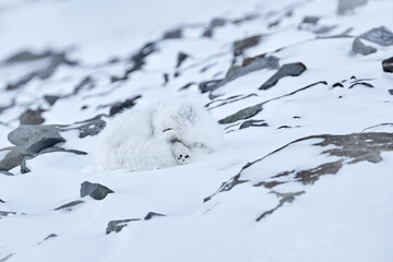 Polar fox sleep rest in snow habitat, winter landscape, Svalbard, Norway. Beautiful white animal in the snow. Wildlife action scene from nature, Vulpes lagopus, Mammal from Europe