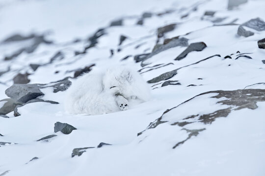 Polar fox sleep rest in snow habitat, winter landscape, Svalbard, Norway. Beautiful white animal in the snow. Wildlife action scene from nature, Vulpes lagopus, Mammal from Europe