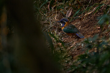 Pitta-like Ground-Roller, Atelornis pittoides, bird endemic to Madagascar. Rare bird in the nature habitat, sitting in the ground. Wildlife Madagascar.