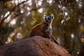 Naklejka na ściany i meble Madagascar wildlife, Ring-tailed Lemur, Lemur catta. Animal from Madagascar, Africa, orange eyes. Evening light sunset, Anja Nature Park.