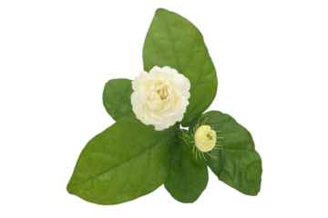 White jasmine flowers are fresh flowers natural, isolated on transparent, For montage product display or design key visual layout, a symbol of Mother's Day in thailand.Png file