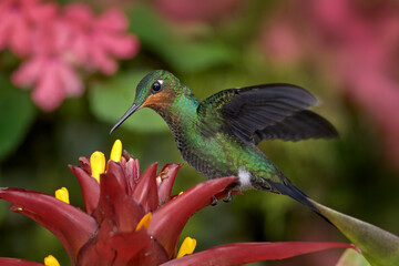 Costa Rica wildlife. Hummingbird in the dark tropic forest. Green-crowned Brilliant, Heliodoxa jacula, beautiful red flower. Bird sucking nectar. Wildlife scene from nature, Costa Rica. Exotic bird.