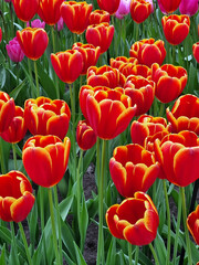 Obraz premium Blossoms of the Netherlands: Vibrant Tulip Fields in Full Bloom