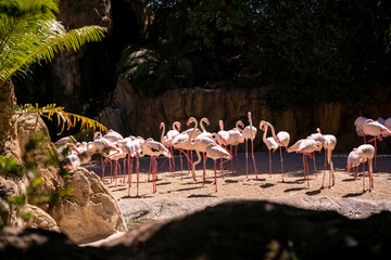 group of flamingos in zoo