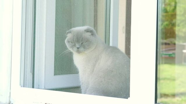 Scottish fold cat sitting on the windowsill in summer. Gray domestic cat sitting near open window around houseplants and looking out the window. Image for veterinary clinics, sites about pet, cat food
