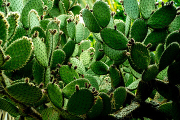 green branches of cactus