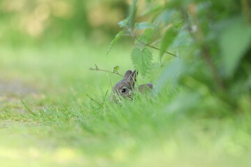 rabbit hidden in the grass, little bunny