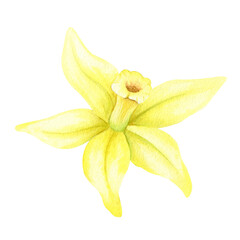 Yellow vanilla flower. Watercolor illustration drawn by hands. Isolated. Organic healthy food. Tropical orchid.