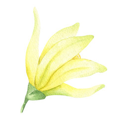 Yellow vanilla flower. Watercolor illustration drawn by hands. Isolated. Organic healthy food. Tropical orchid.