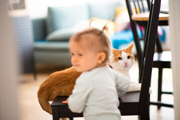 cat play with toddler girl, focused on cat face, authentic home interior - obrazy, fototapety, plakaty