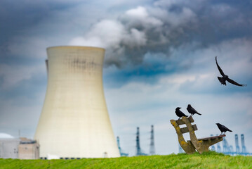 Crows resting on a bench in the surrounding of a nuclear power plant in the port of Antwerp
