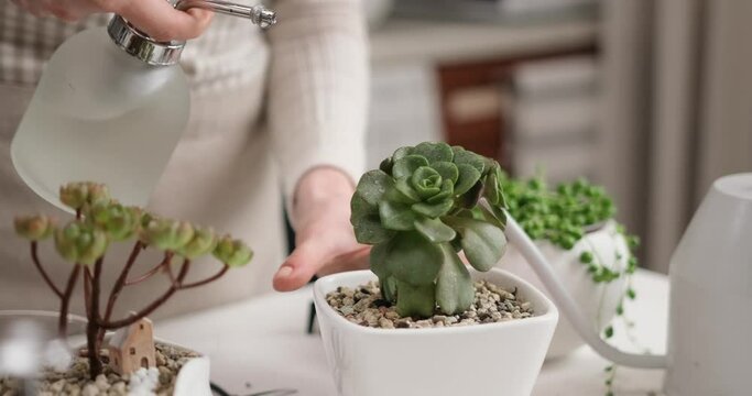 Woman spraying watering potted Aeonium Succulent in a white ceramic pot