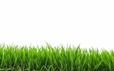 Fototapeta premium Grass isolated on white with copy space