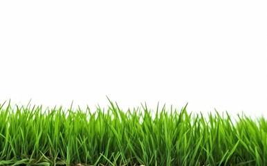 Obraz premium Grass isolated on white with copy space