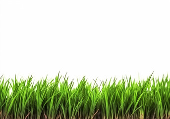Obraz premium Grass isolated on white with copy space