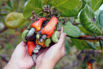 Cashew fruit in the hands of farmers. The fruit looks like rose apple or pear. The young fruit is...