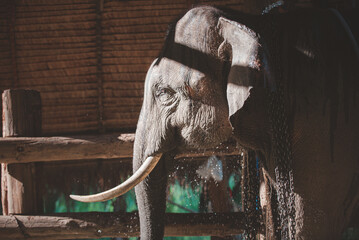 .mistreatment of elephants