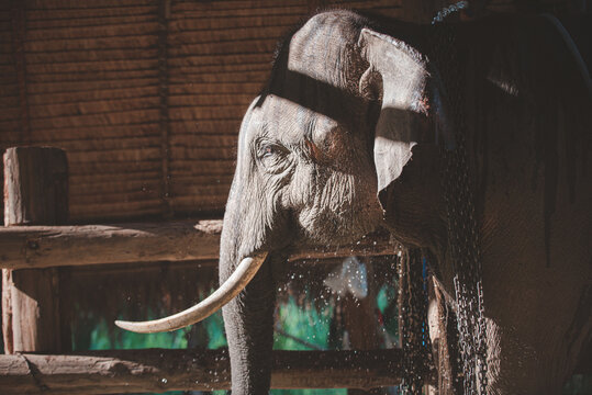 .mistreatment of elephants