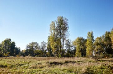 Obraz premium Forest against the sky and meadows. Beautiful landscape of a row of trees and blue sky background