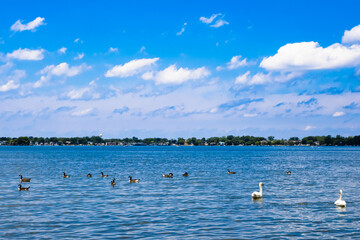 Swans and Geese on the lake