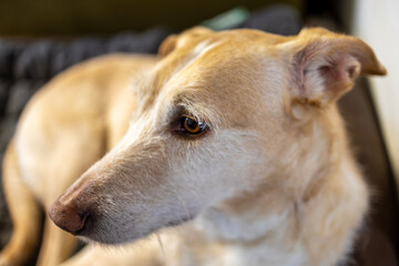 portrait of a blond dog