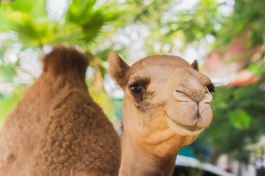 Close up a camel face looking at the camera.