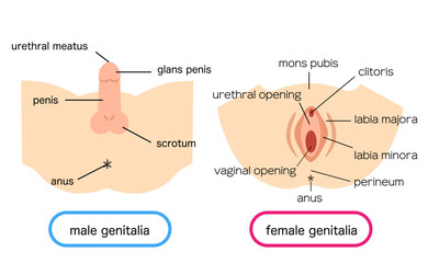 Illustration material of male and female external genitalia