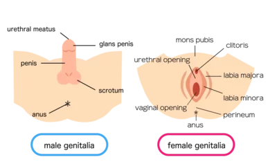 Foto op Plexiglas Illustration material of male and female external genitalia © sayukichi