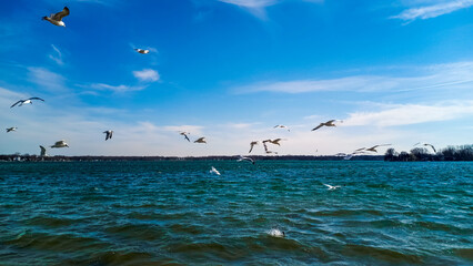 seagulls on the beach