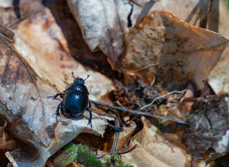 Dung beetle