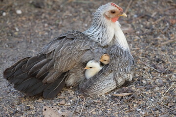 The hen protects the chicks under her wings for safety.