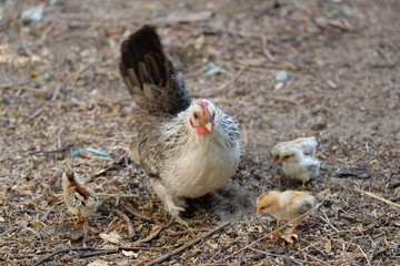 The mother hen takes her chicks to feed on the ground.