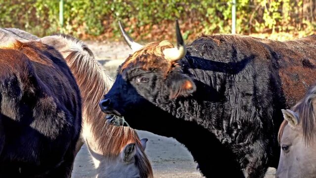 Heck cattle, Bos primigenius taurus, claimed to resemble the extinct aurochs. Domestic highland cattle