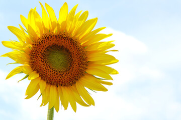 Obraz premium Sunflowers under the midsummer sky