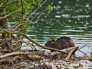 Naklejka na ściany i meble Nutria, Myocastor coypus, also coypu, is a large, herbivorous, semiaquatic rodent, is an invasive species in Europe, which was introduced from America for fur hunting, at the Loire river.