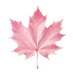 Pink maple leaf on a transparent background. Generative AI