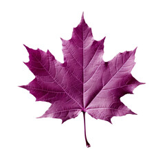 Purple maple leaf on a transparent background. Generative AI