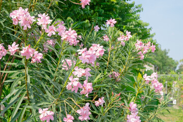 Fototapeta premium many pink flowers on the tree