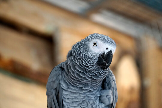 African grey parrot and defocused background