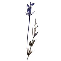 lavender pressed dried flowers watercolor