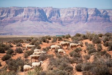 Farming in desert. Sheeps and lamb wool in Arizona. Canyon on the border of Nevada and Arizona. Desert mountain in National Park. © Volodymyr