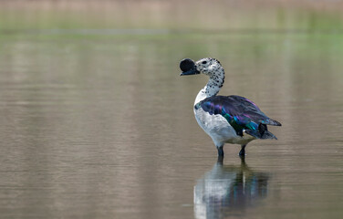Knob-billed duck in a lake