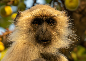 Gray langur or Hanuman langur close up portrait