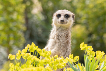 Lookout stokstaartje